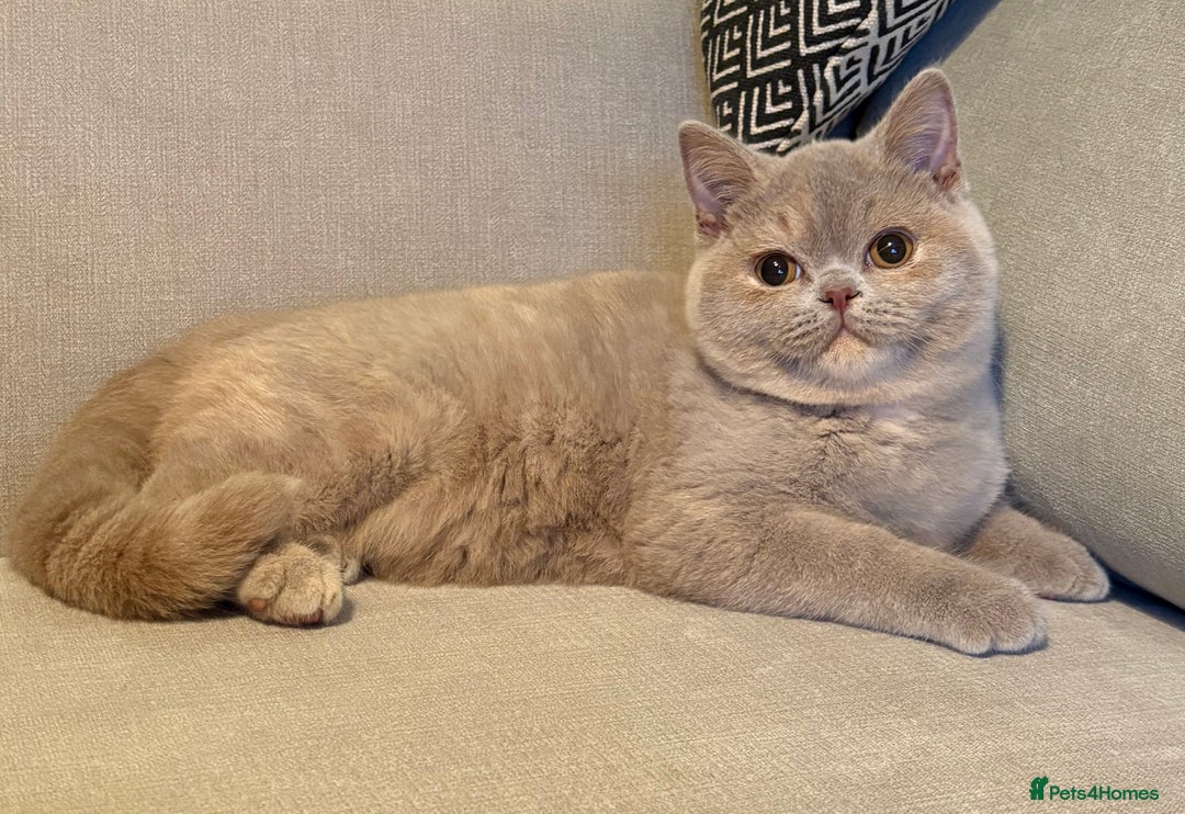 British Shorthair cats for sale: Fawn tortie girl  - Advert 4