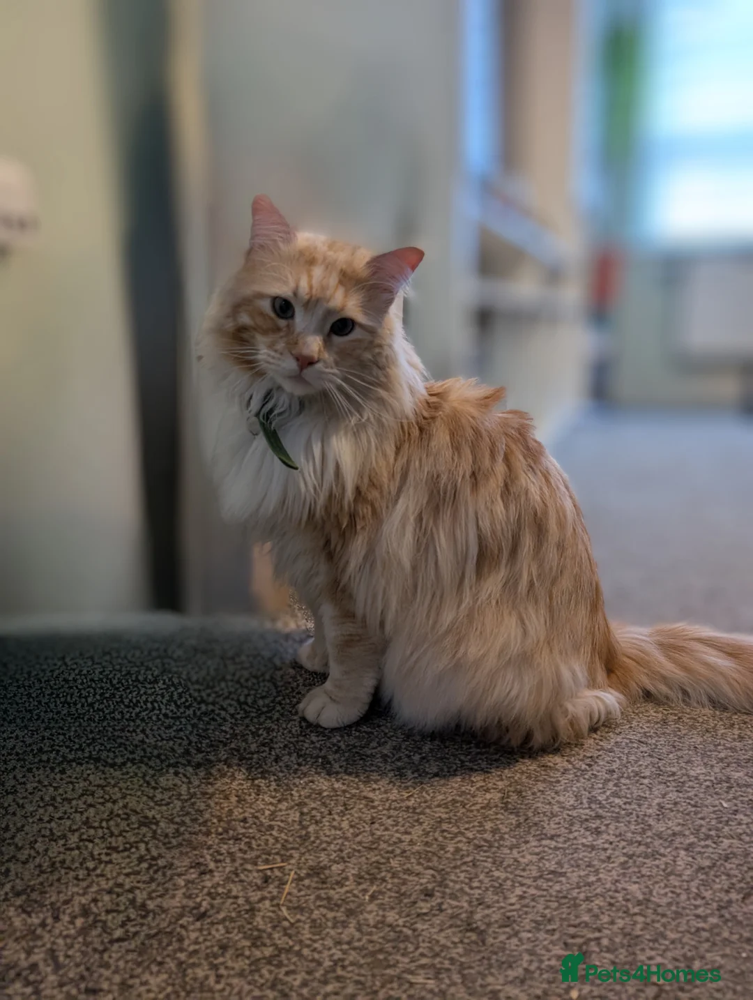 Maine Coon cats for sale: Male Maincoon  - Advert 8