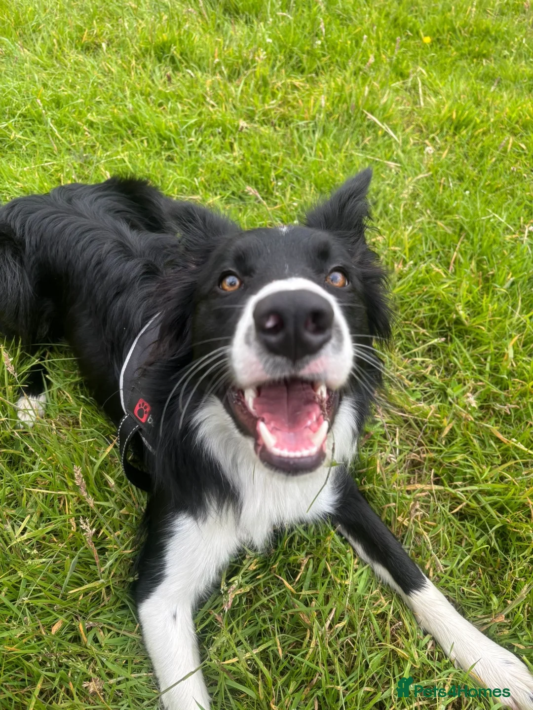 Border Collie dogs for sale: Reggie needing a forever home  - Advert 2