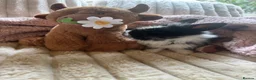 Lionhead rabbits for sale: Baby lionhead cross flop rabbits  - Advert 19