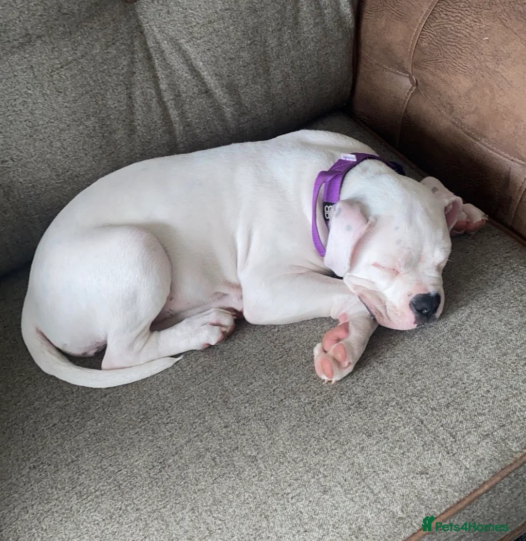 American Bulldog dogs for sale: American bulldog puppy 10 weeks old - Advert 3