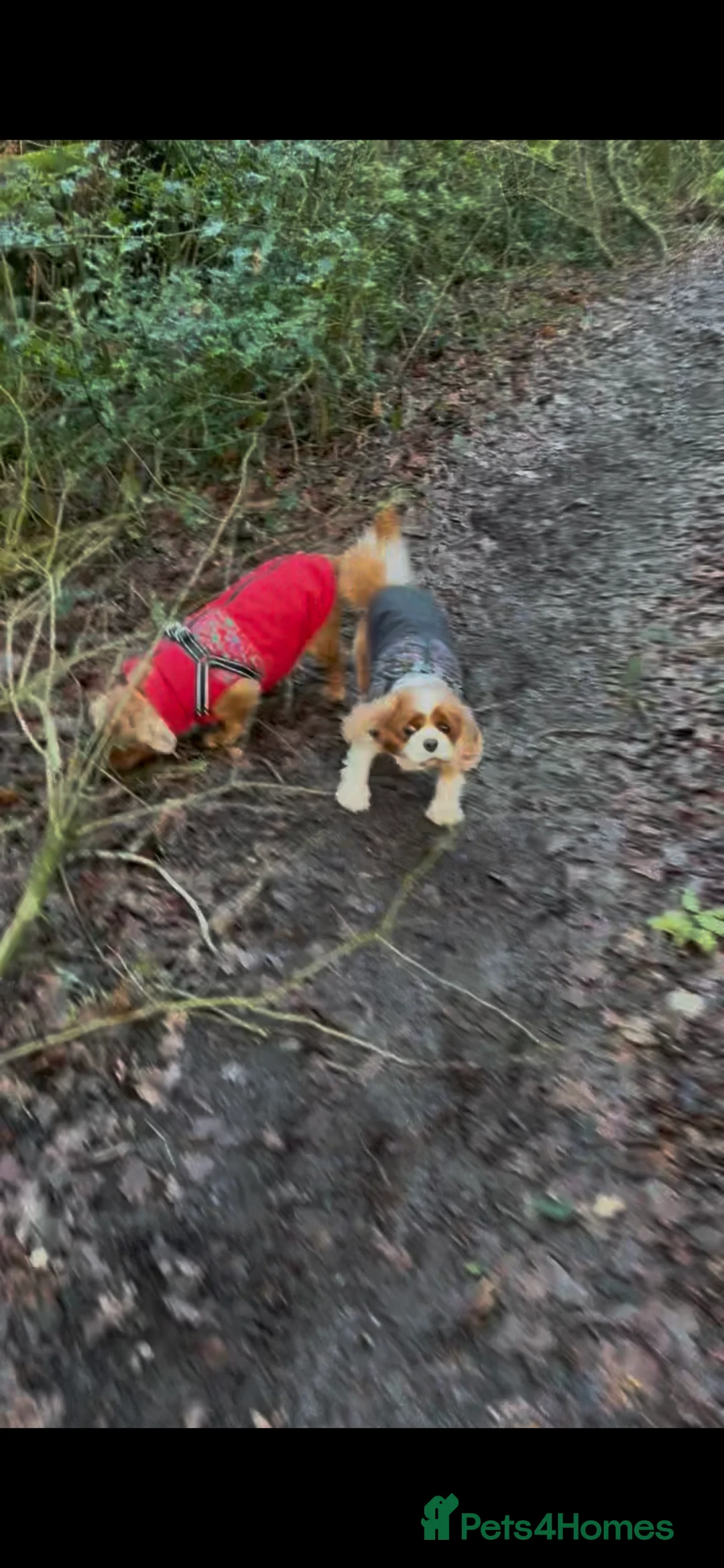 Cavalier King Charles Spaniel dogs for sale: 3 adult cavaliers (speyed)1 boy 2 girls  - Advert 14