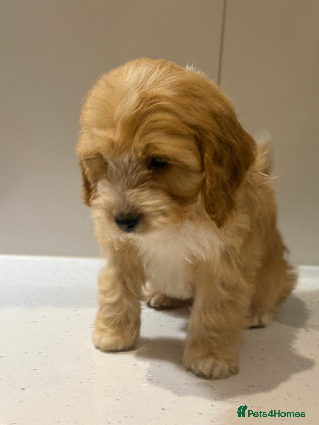 Cavapoo dogs for sale: F1 CAVAPOOS BOYS AND GIRLS - Advert 5