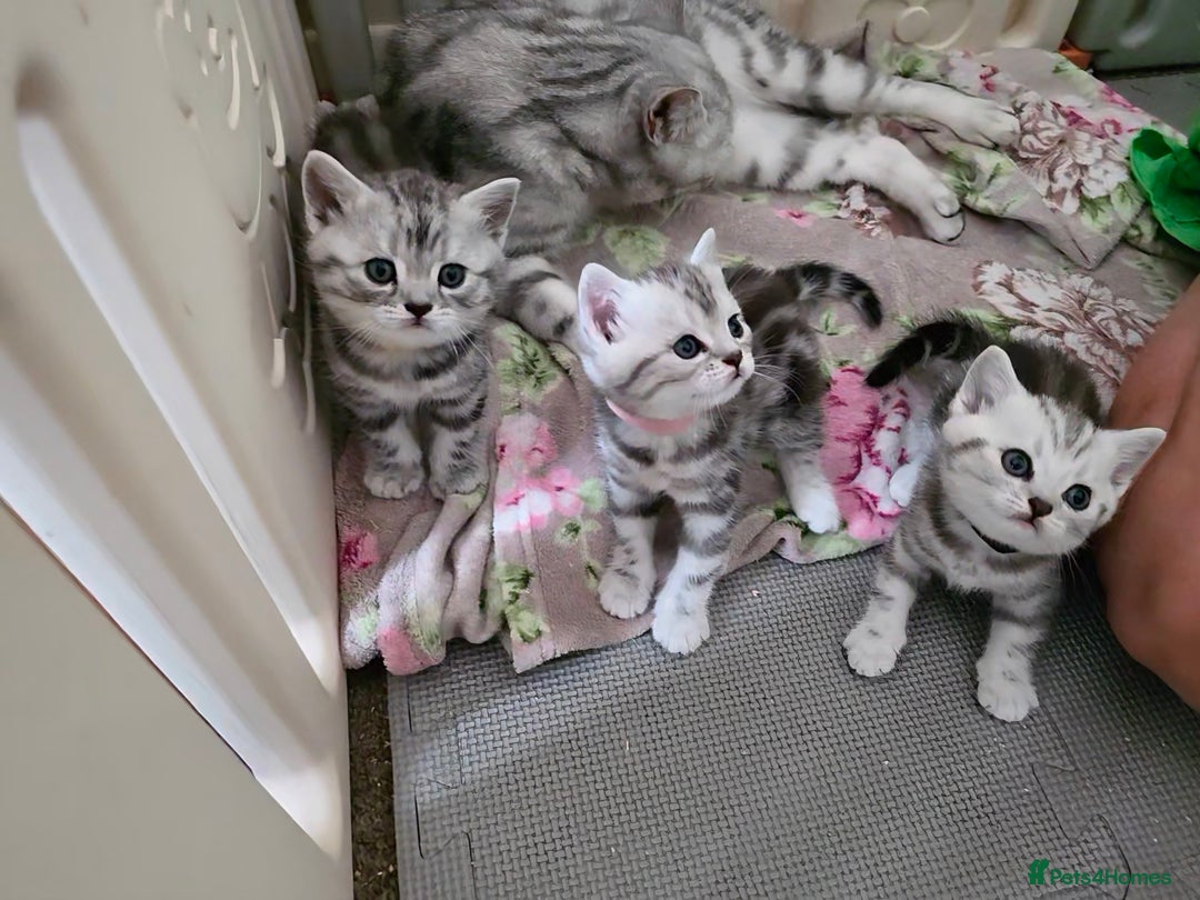British Shorthair cats for sale: BSH Silver Tabby  - Image 12