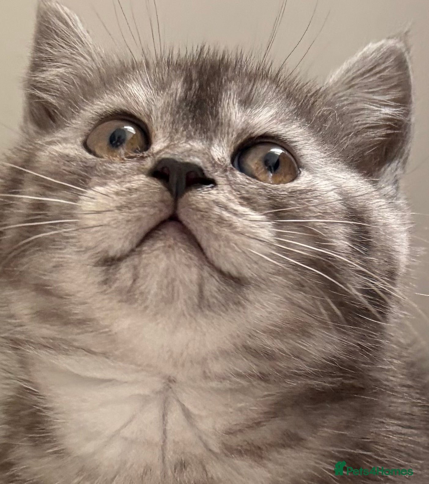 British Shorthair cats 4 British Shorthair kittens - Advert 15