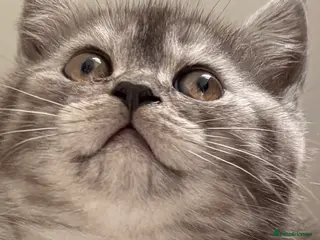 British Shorthair cats 4 British Shorthair kittens - Advert 15