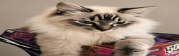 Ragdoll cats for sale:  Beautiful Tica Active Registered Ragdoll Girls  - Advert 12