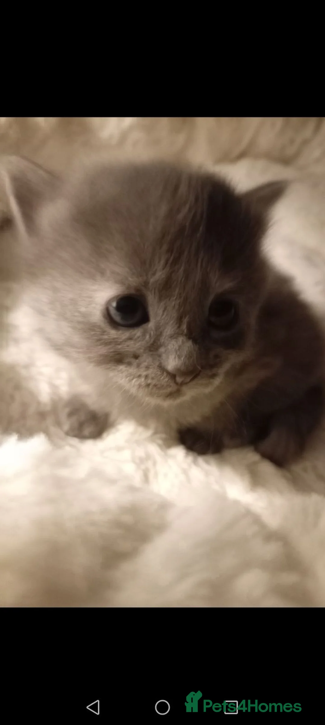 Mixed Breed cats for sale: 4 kittens beautiful fluffy playful  - Advert 2