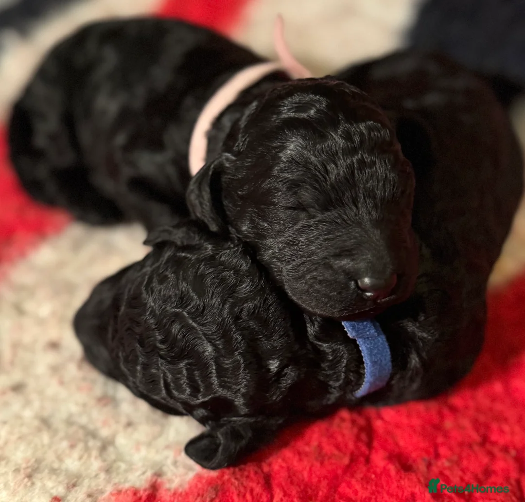 Standard Poodle dogs for sale: Reduced price£1800 Wonderful standard poodle pup’s - Advert 4
