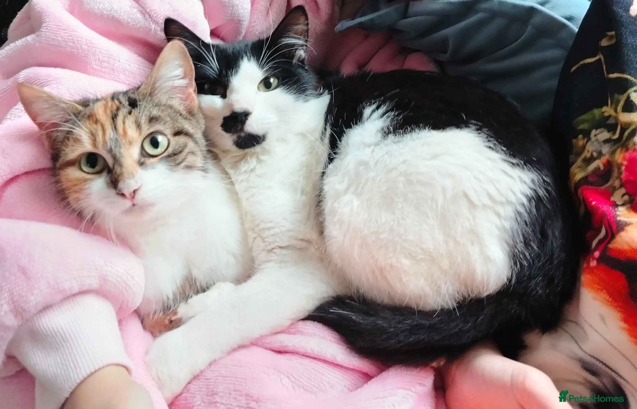 Mixed Breed cats for sale: Female tabby kittens - Advert 8