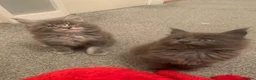 Maine Coon cats for sale: AMAZING TICA REGISTERED KITTENS - Advert 14