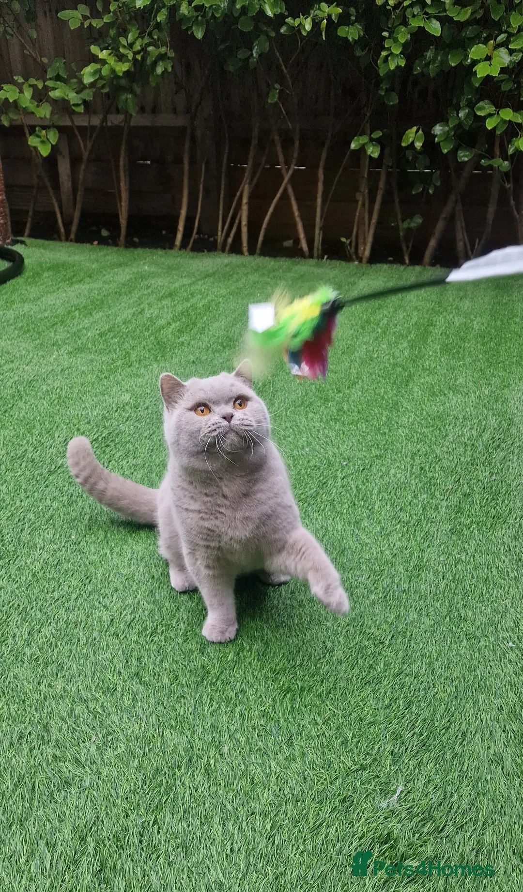 British Shorthair cats for stud: 🌟Exclusive Import ⭐World-Class Type🌟 - Advert 28
