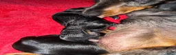 Miniature Dachshund dogs for sale: Miniature smooth haired dachshund  - Advert 8