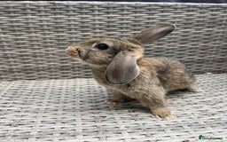 Mixed Breed rabbits for sale: Mini lop cross - Image 9