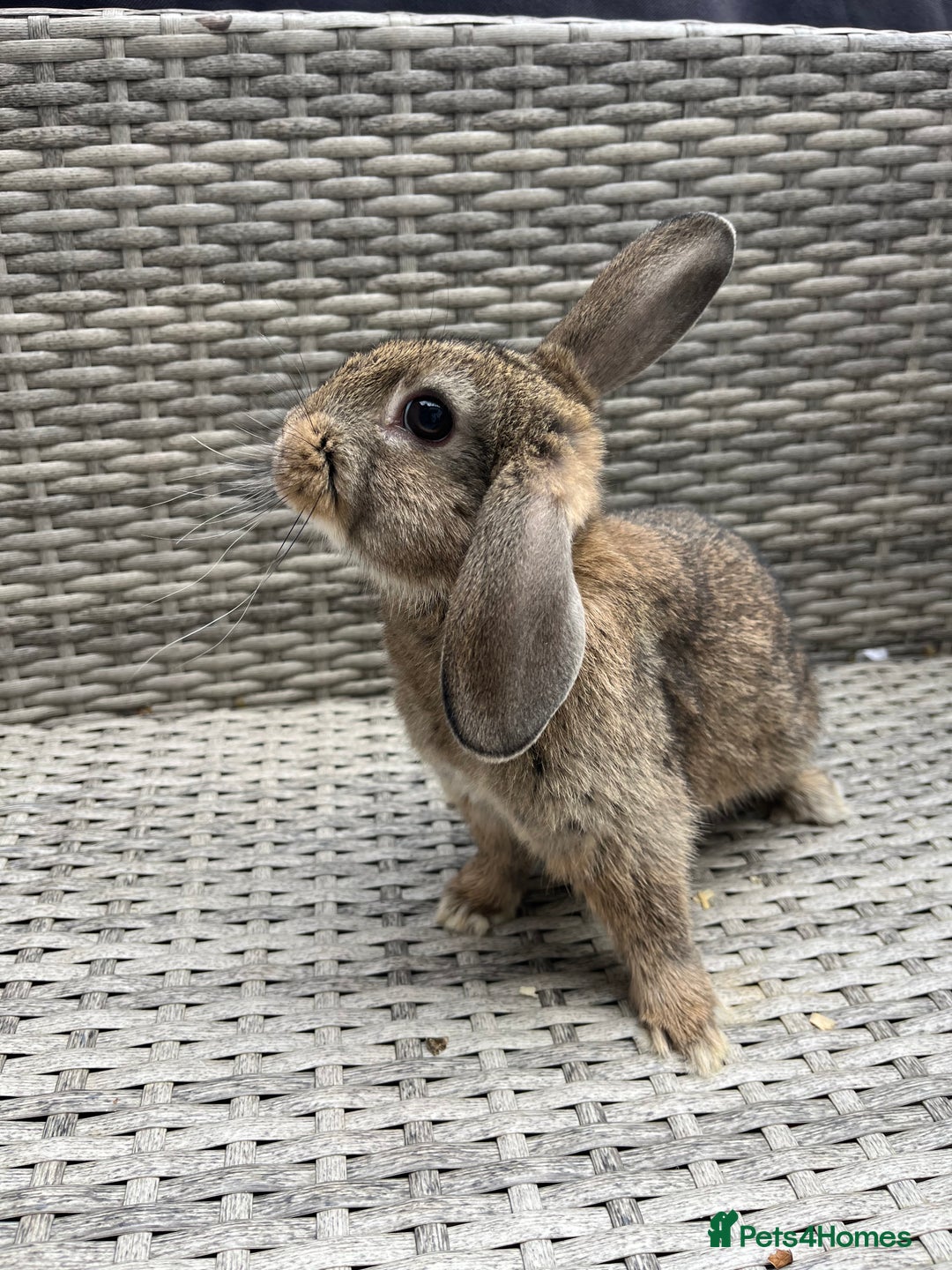 Mixed Breed rabbits for sale: Mini lop cross - Image 9