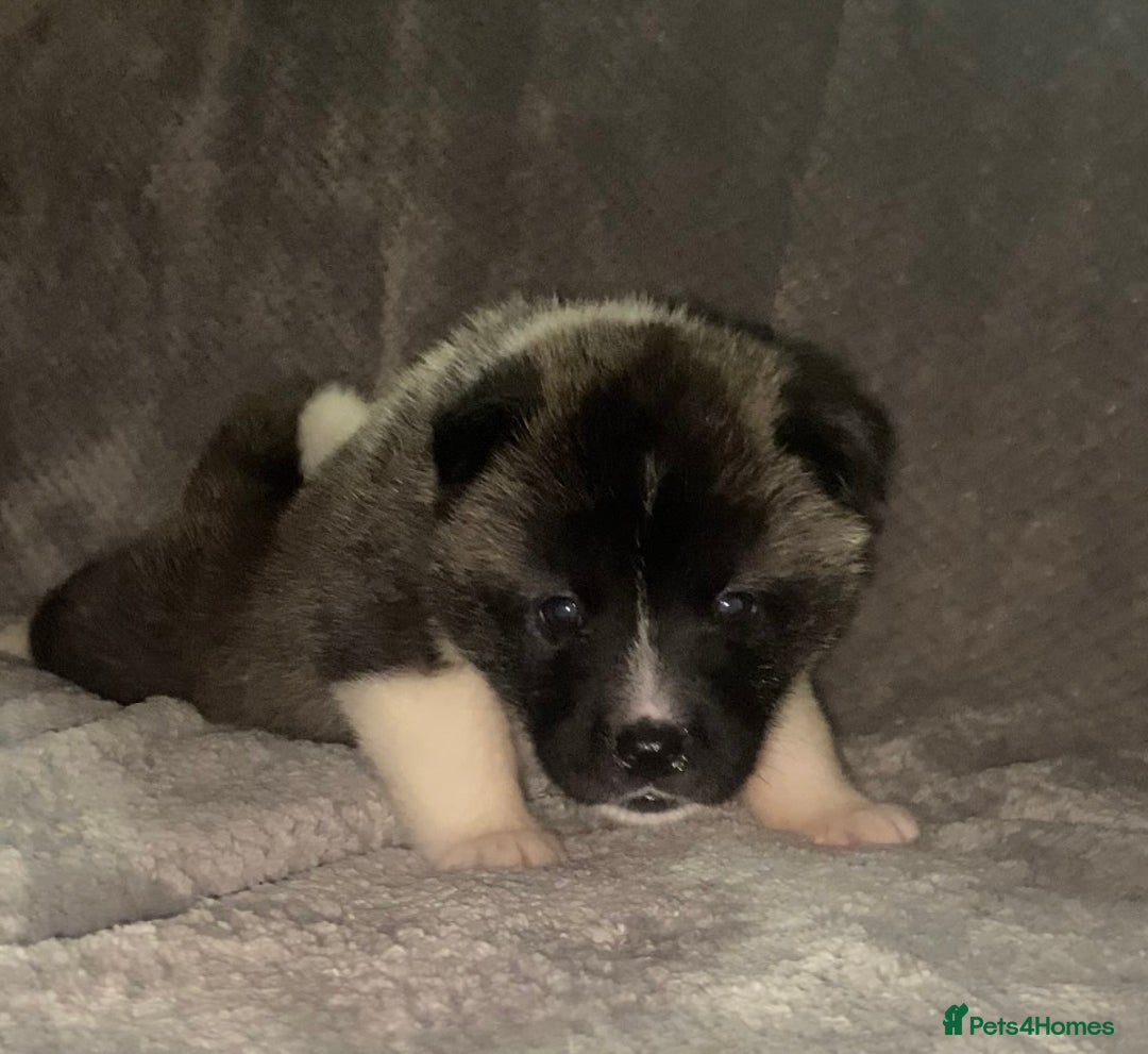 Akita dogs for sale: Beautiful American Akita Puppies 9 Boys 3 Females  - Advert 10
