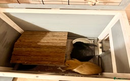 Mini Lop rabbits for sale: 2 amazing mini-lop baby brothers (10 weeks)  - Advert 6