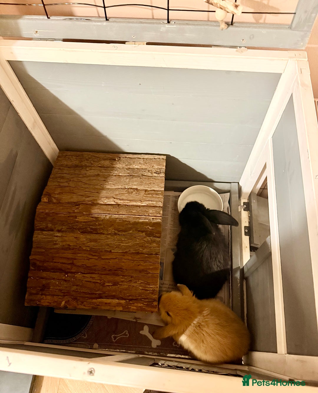 Mini Lop rabbits for sale: 2 amazing mini-lop baby brothers (10 weeks)  - Advert 6