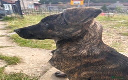 Mixed Breed dogs for sale: One puppy left, Cane Corso X Japanese Akita - Image 8