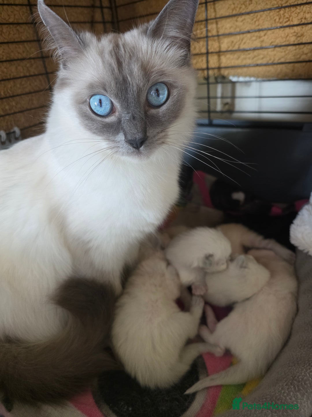 Ragdoll cats for sale: 3 Bluepoint Ragdoll kittens born 6th September! 🐈 - Image 3