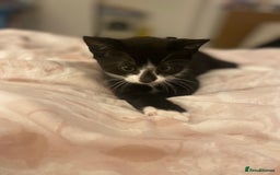 Mixed Breed cats for sale: 4 beautiful kittens for sale , 3 boys 1 girl  - Image 12