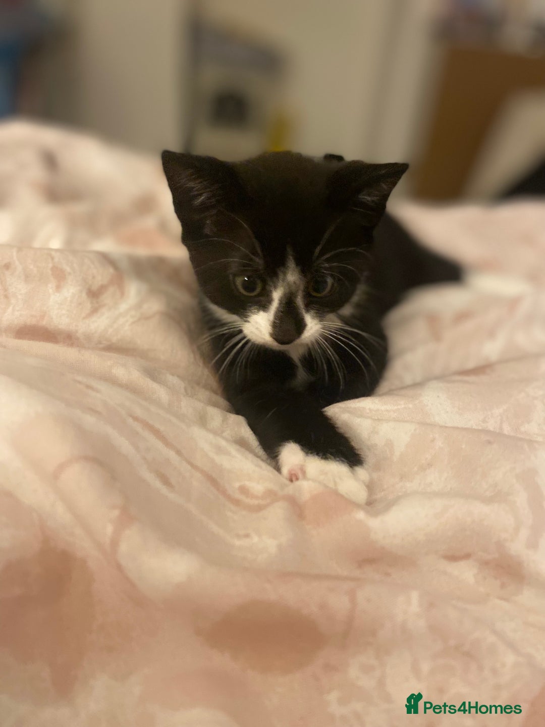 Mixed Breed cats for sale: 4 beautiful kittens for sale , 3 boys 1 girl  - Image 12