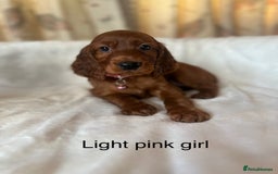Irish Setter dogs for sale: Irish Setter Puppies 💜 - Image 37
