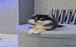 Pomsky dogs for sale: Pomsky puppies very small toy size F3  - Image 21