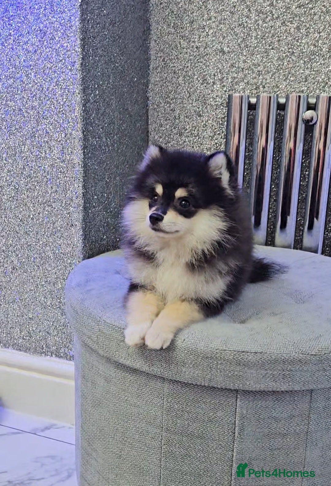 Pomsky dogs for sale: Pomsky puppies very small toy size F3  - Image 21