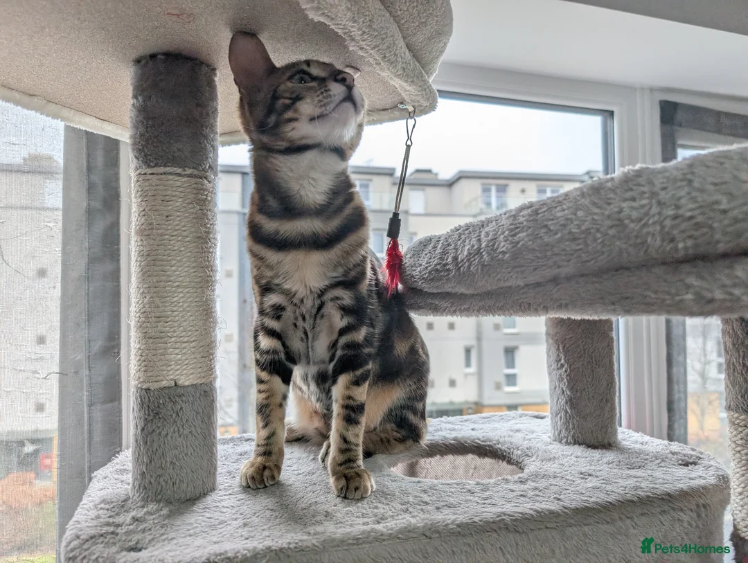 Bengal cats for sale: Bengal Boy looking for a new home in Crawley - Advert 4