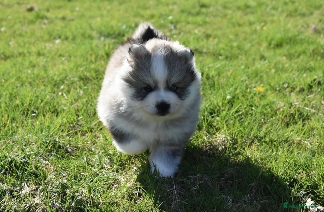 Pomsky dogs for stud: American Import Chocolate Pomsky for Stud in Ammanford - Advert 19