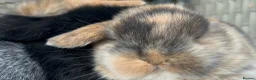 Mixed Breed rabbits for sale: Lion head and mini lop baby rabbits - Advert 1