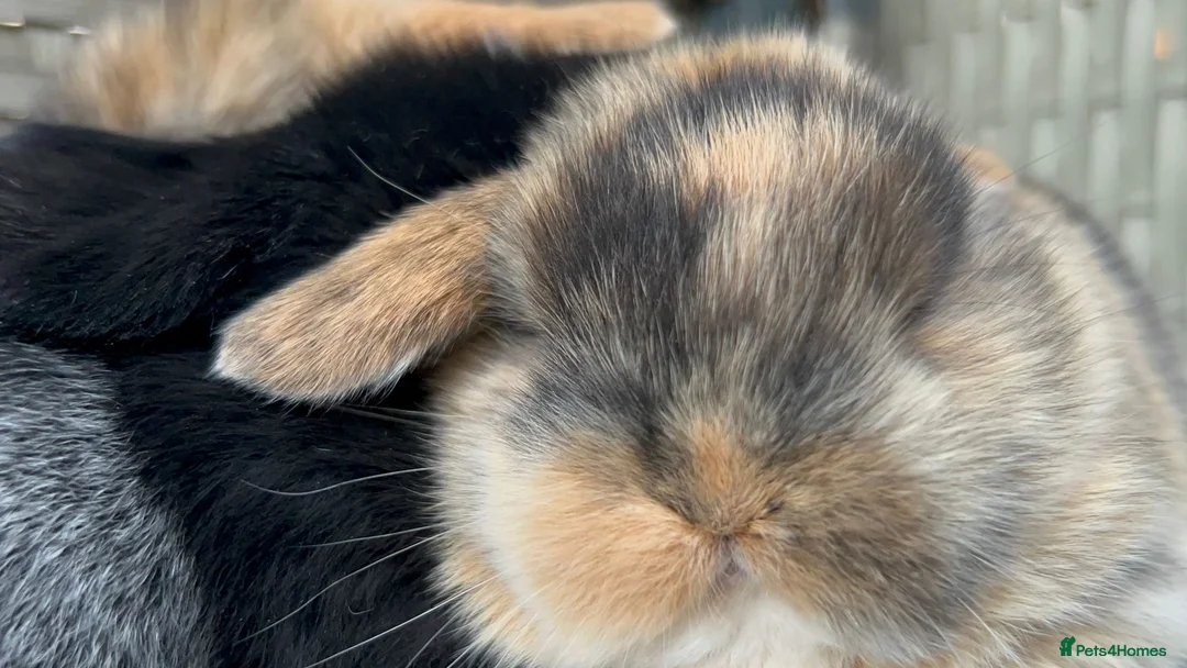 Mixed Breed rabbits for sale: Lion head and mini lop baby rabbits - Advert 1