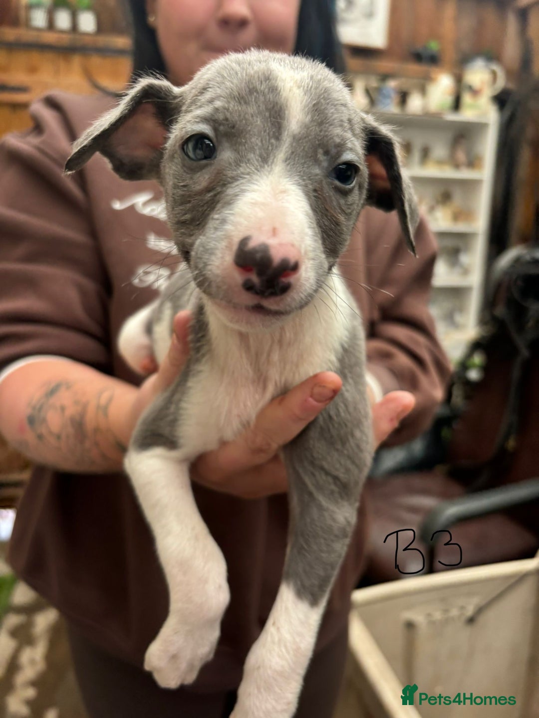 Whippet dogs for sale: Whippet pups x14 - Advert 23