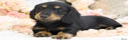Miniature Dachshund dogs for sale: KC Miniature Dachshund Longhair Puppies - Advert 10