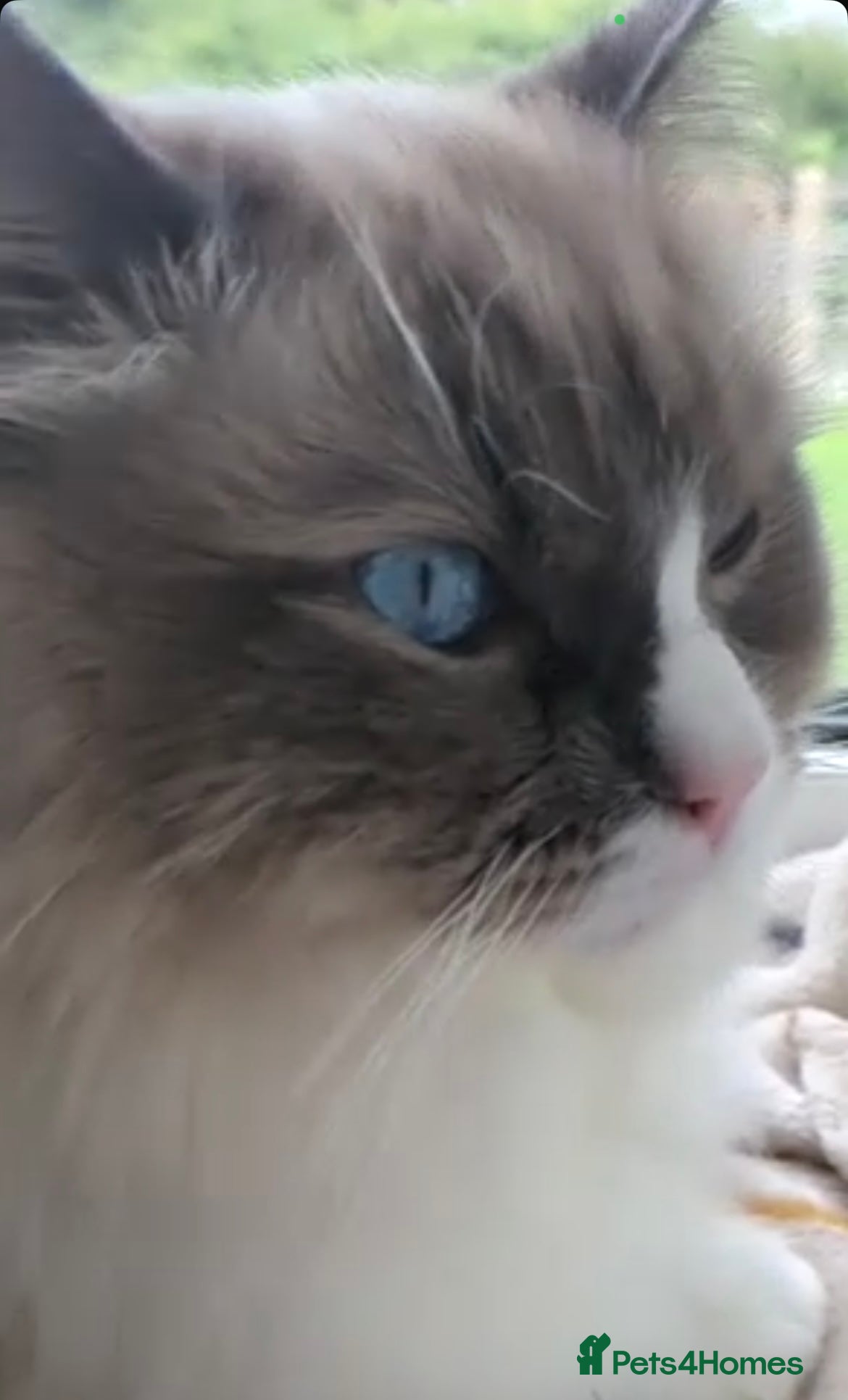 Ragdoll cats for stud: Paddington  - Advert 1