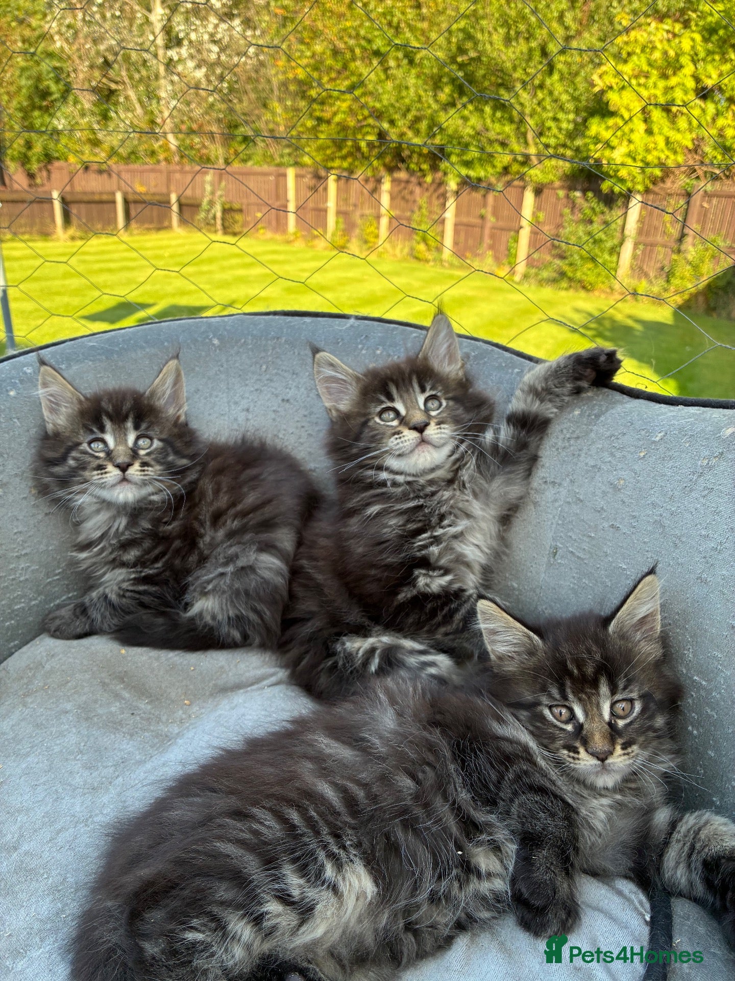 Maine Coon cats Maine coon baby’s  - Advert 7
