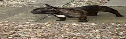 French Bulldog dogs for stud: Standard brindle stud  - Advert 8
