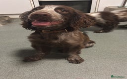 Cocker Spaniel dogs for sale: Little boy for rehoming  - Image 1