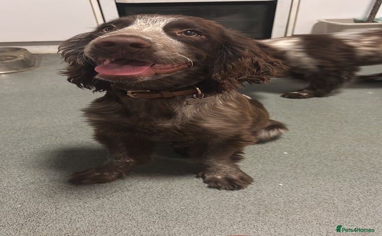 Cocker Spaniel dogs - Advert 7