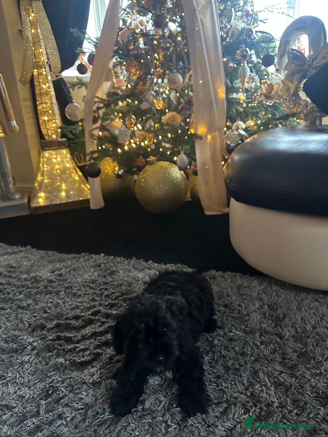 Yorkiepoo dogs for sale: Yorkiepoo Puppys - Advert 9