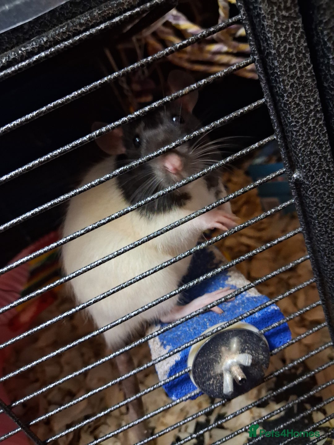 Rat rodents for sale: 3 x female rats 5 months  - Advert 3