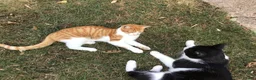 Mixed Breed cats for sale: Young cat in Colchester - Advert 3