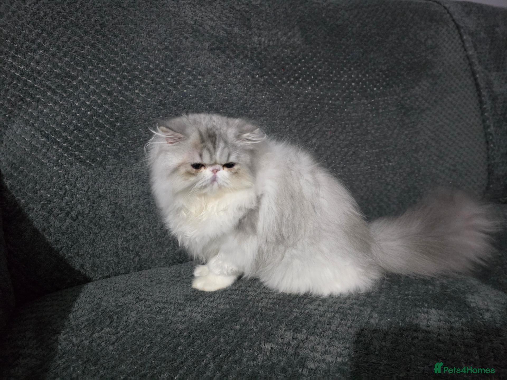 Persian cats Cute Silver Tabby PERSIAN Kitten for Sale | Loving - Advert 1