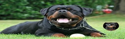 Rottweiler dogs for stud: **** FAUSTINIS TK,S QUANTOM OF SOLICE **** in Preston - Advert 30