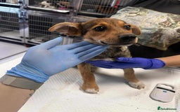 Mixed Breed dogs for adoption: Crumpet is looking for a home!  - Image 4