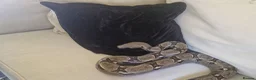 Boa Snake reptiles for sale: Boa and 4ft viv in Peterlee - Advert 2