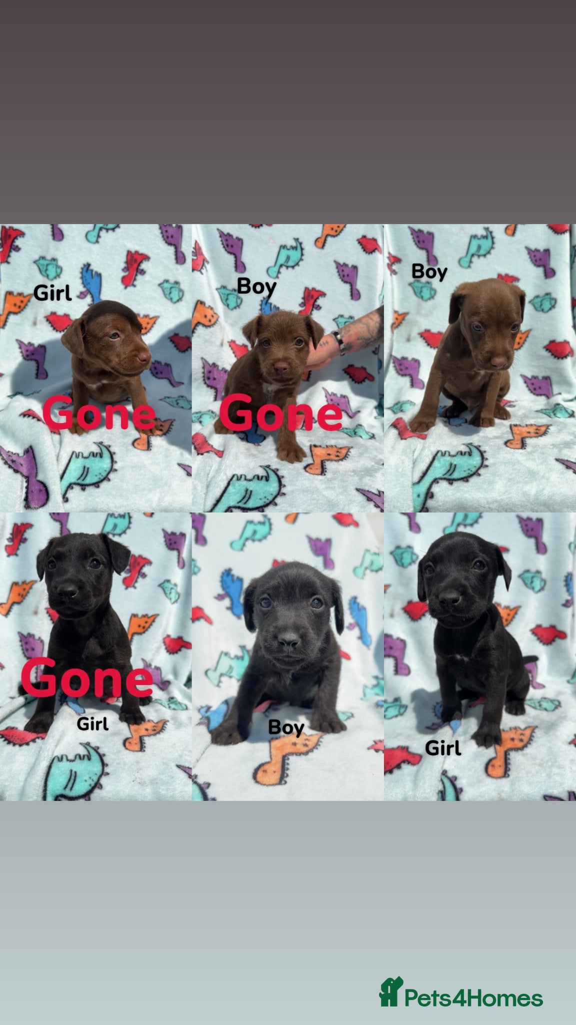 Patterdale Terrier dogs Patterdale Terrier puppies - Advert 1