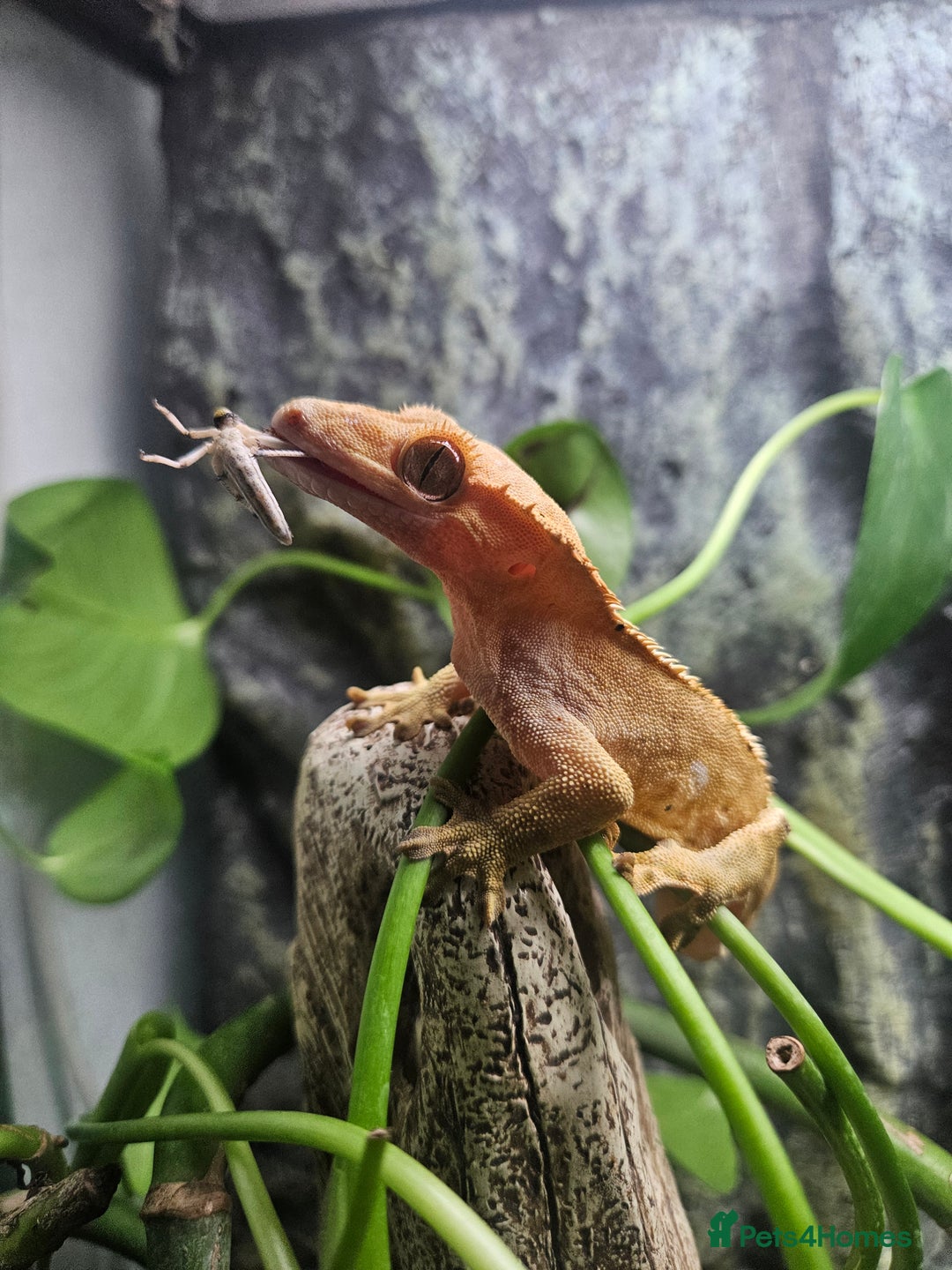 Gecko reptiles for sale: Crested Gecko + Vivarium Full set up  - Image 3