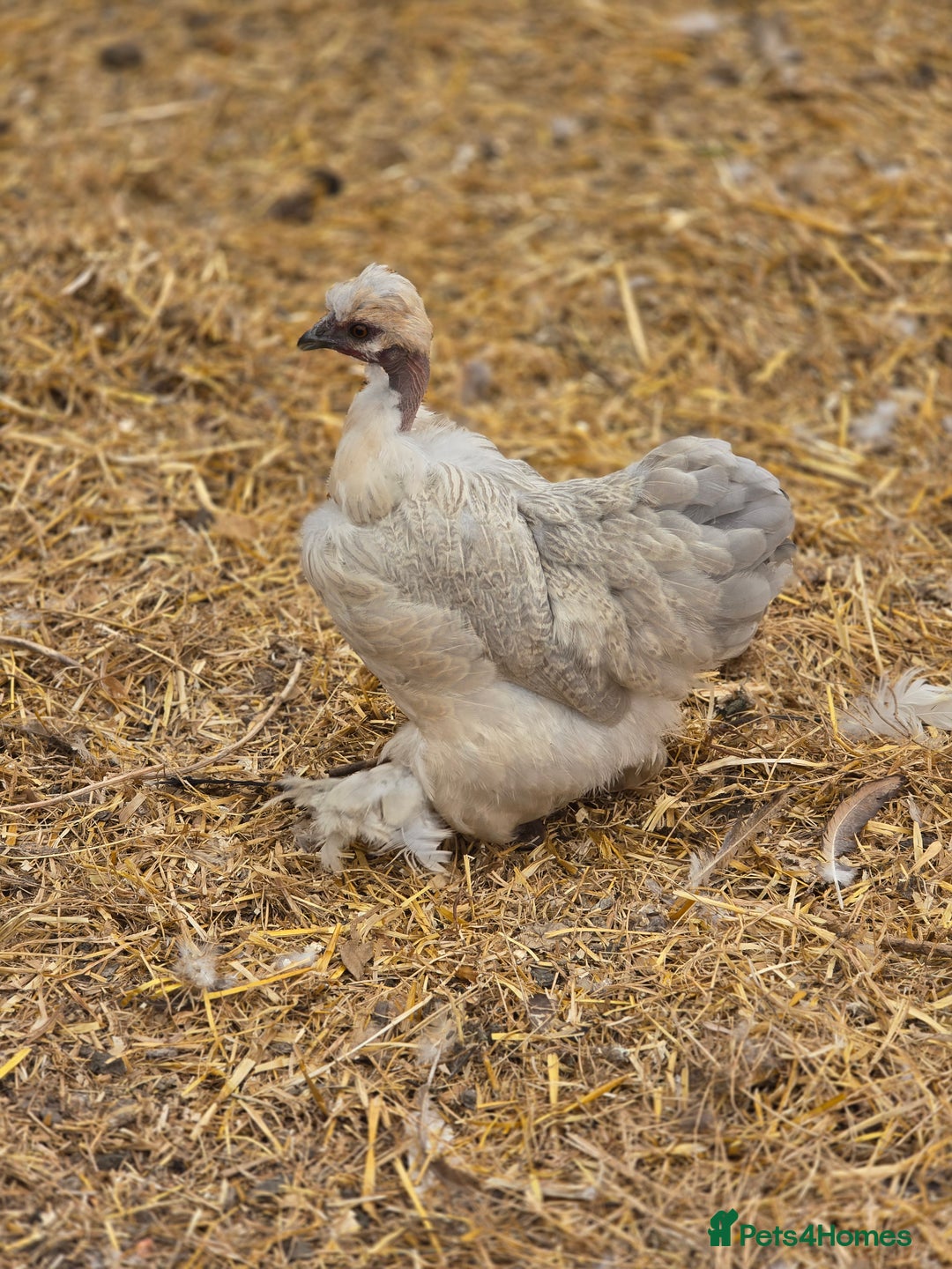 Chickens poultry for sale: Naked Neck Hens - Image 2